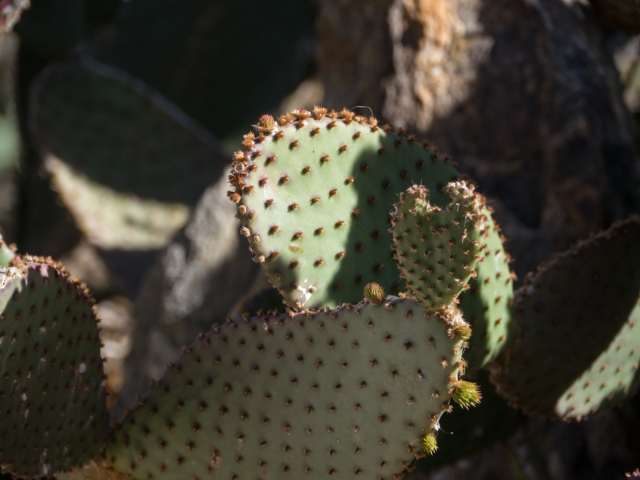 cactus 03