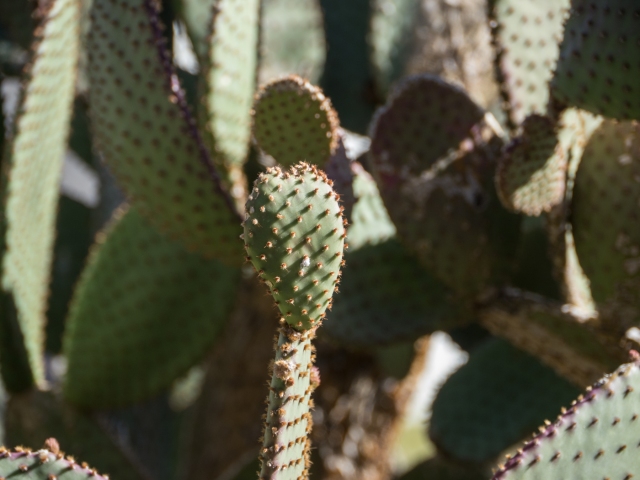 cactus 04